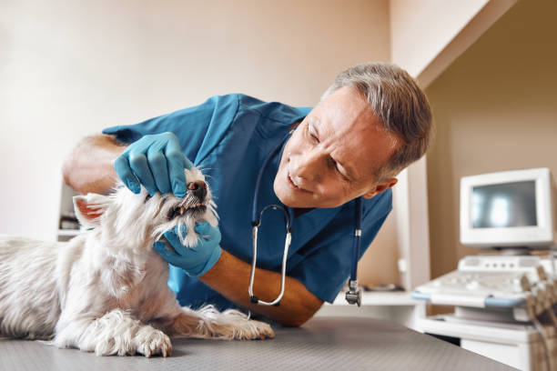 Best Emergency Treatment for Dental Infections or Abscesses in Pinckneyvle, IL